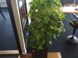 2 stk. planter