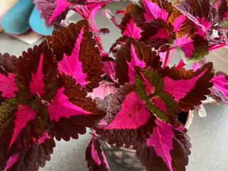 Paletblomster 