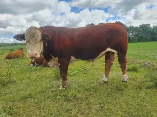 Herefordtyr Sælges og Udlejes