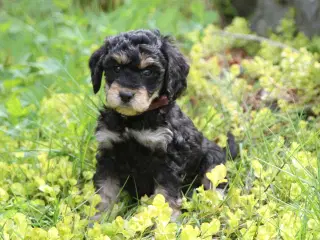 cockerdoodle, cockerpoo, doodle