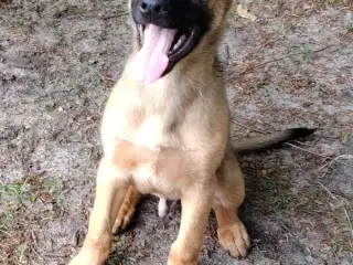 Schæfer/Malinois 4 mdr gammel