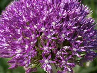 Allium Akita - Store flotte Allium i lilla/hvid