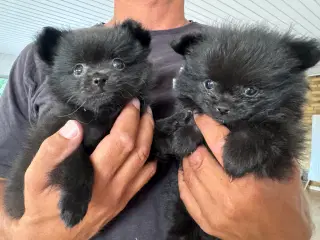 Pomchi hvalpe 