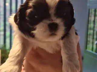 Shih Tzu hvalpe 