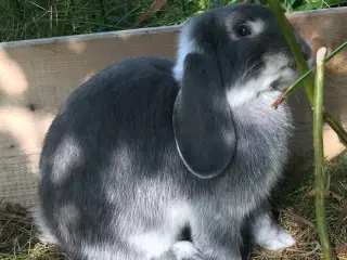 Mini lop Han 1 år
