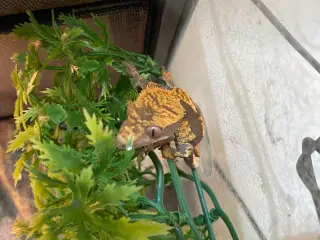 2 kronegekkoer, samt deres terrarium, med tilbehør