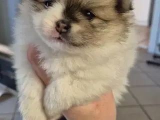 Fire smukke pomeranian hvalpe 🐾 - 3