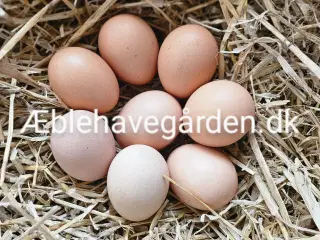 Silkehøns Rugeæg