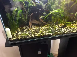 Flot akvarium med skab ,fisk og planter