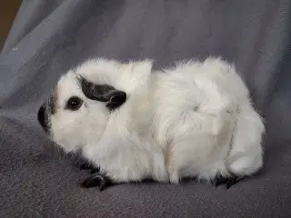 Han marsvin fra registreret opdrætter 