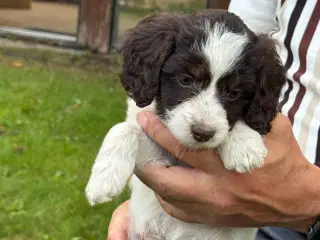 Skønne Cockapoo hvalpe 