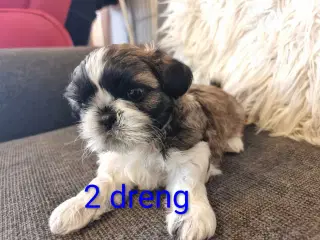 Shih tzu hvalpe 