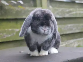 Dværgvædder/Mini lop satin hunkanin