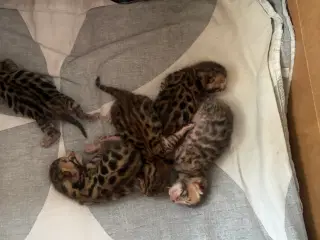 Bengal killing