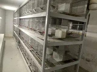 Chinchilla ungdyrs bure