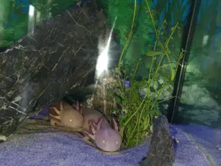 Axolotl hanner