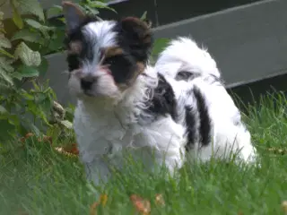 Biewer Yorkshire terrier