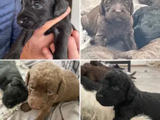 Labradoodle