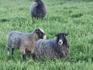Gotlænder får med lam