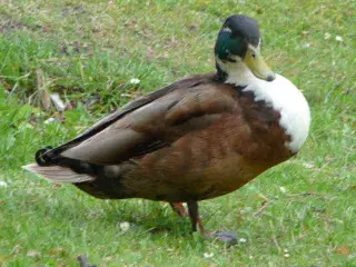 Andrik søges. Ikke moskus eller løbeand