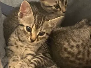 Egyptisk Mau 