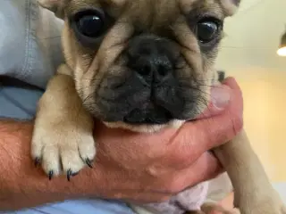 Fransk Bulldog