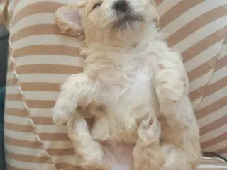 Bichon havanais hvalp 🐾 klar til nyt hjem ❤️