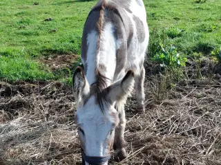 Æsel hingst