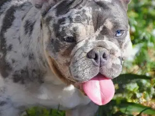 Fransk bulldog hvalp. NEDSAT!