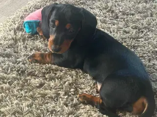 Dværg gravhund korthåret tæve