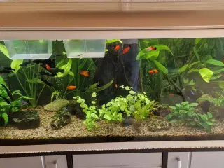 Akvastabil 325 akvarie komplet med original bord