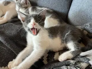 Hunkilling, hvor mor er Maine Coon