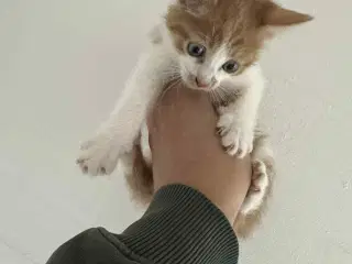 Kattekillinger 