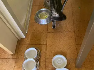 hankat