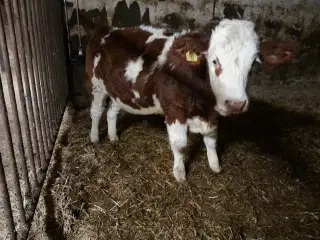 Simmentaler kalve