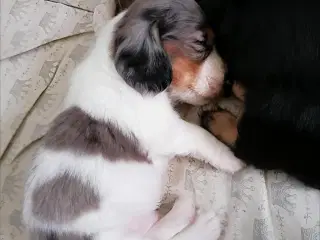 Langhåret dværg gravhund 