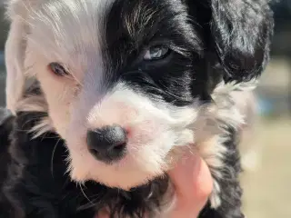 Chinese crested