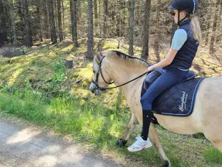 Smuk tre års Fjorhoppe, med KÆMPE mod !