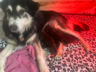 Smukkeste blandings hvalpe (Golden Retriever)