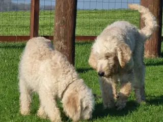 skønheder Golden doodle hanner hvalpe