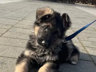 Schæfer hvalpe med DKK stamtavle - 2 HANNER