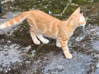 Dejlidt fine hankat