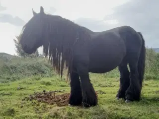 10 års sort jysk hingst