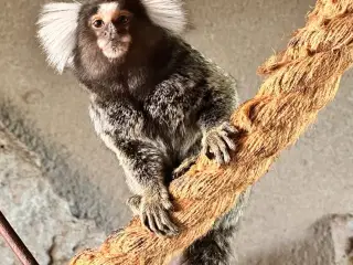 Silkeaber 