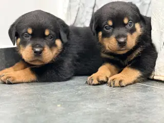De smukkeste rottweiler hvalpe 