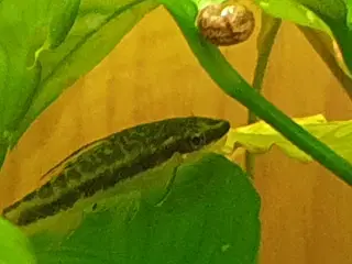 Akvarie Eheim 54 liter