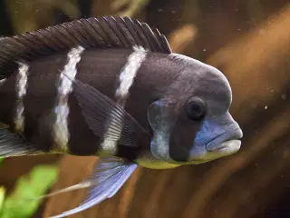 PukkelCichlider (Frontosa)
