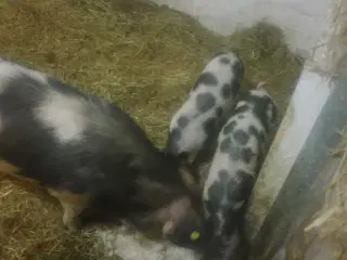 2 stk 40 kg gl Dansk landrace grise