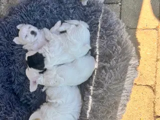 Maltipoo med papillion 
