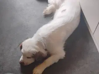 clumber  spaniel 